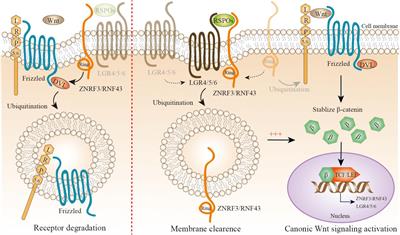 tcf4 wnt diabetes vía